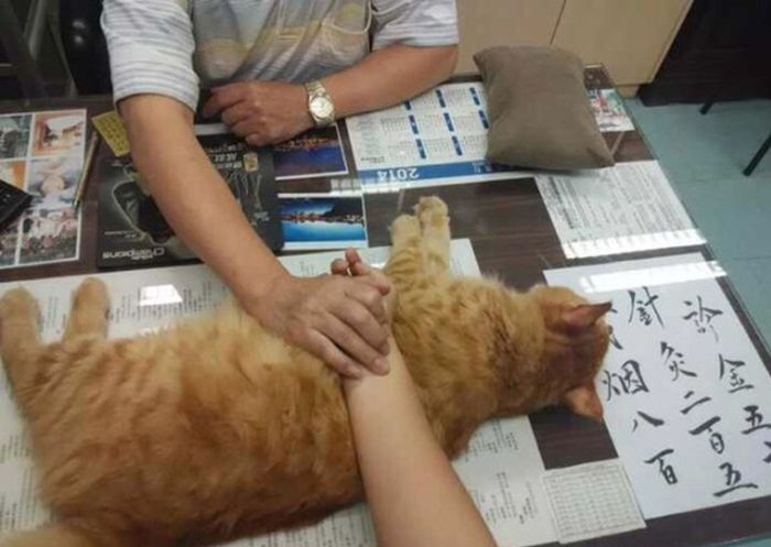 Chinese Clinic Has A Special Helper To Calm People Down