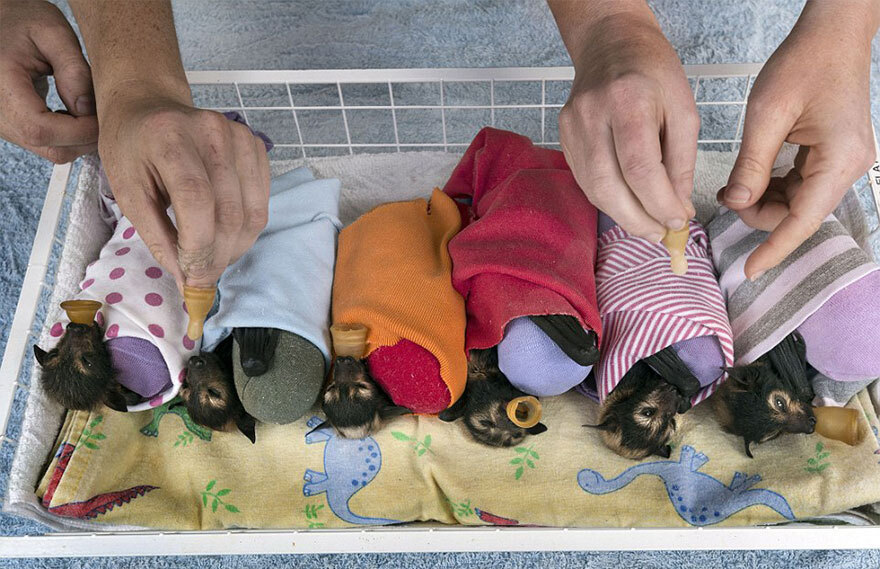 There’s A Bat Hospital In Australia That Takes In Abandoned Baby Bats