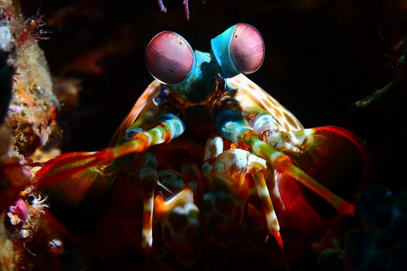 Amazing Underwater Creatures