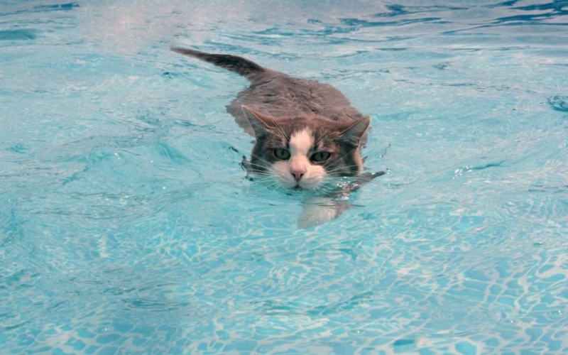 35 Crazy Cats That Actually Love Water