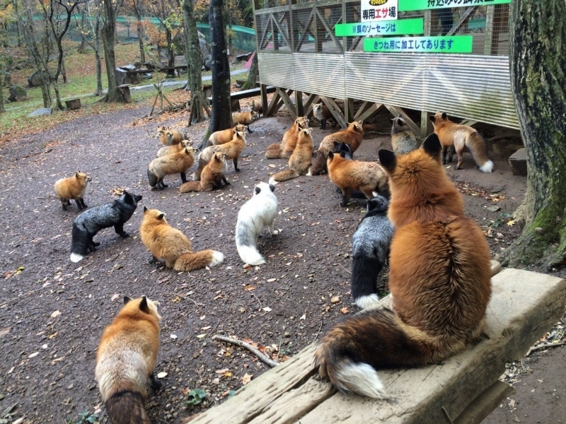 You Can Play With Foxes All Day At This Sanctuary In Japan