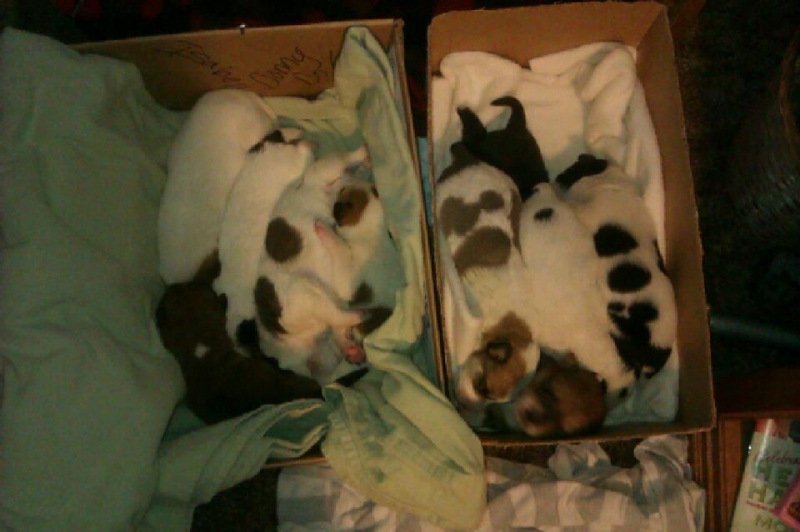 These Puppies Were Cruelly Thrown Away