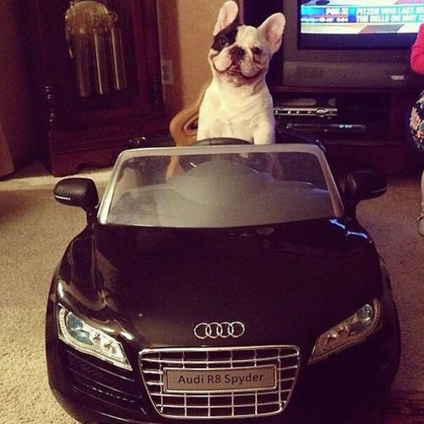 Rich Dogs Of Instagram*: The Proof That Pups Live Better Than Humans