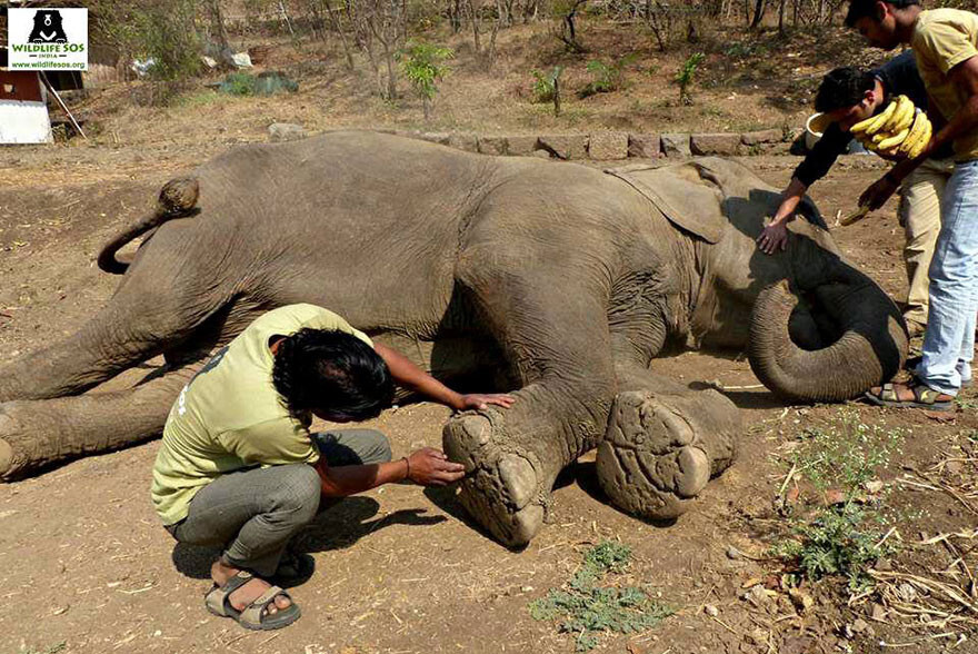 60 Year Old Blind Elephant Beaten By Her Owners Finally Gets Rescued