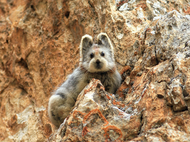 This Little Cutie Is The Real-Life Teddybear You Never Knew Existed