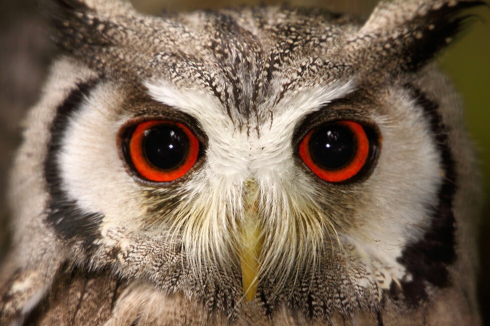 22 Owls Who Are Trying Really Hard To Hypnotize You Right Now
