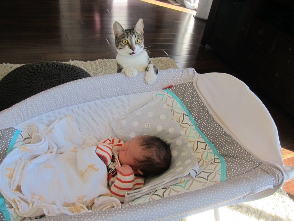 This Couple Forgot To Tell Their Cat They’d Had A Baby