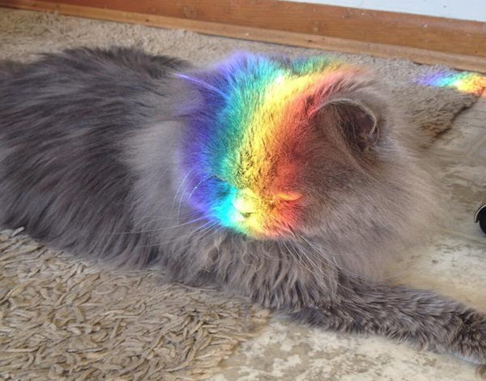 18 Pets Who Are Under Attack ... By Rainbows