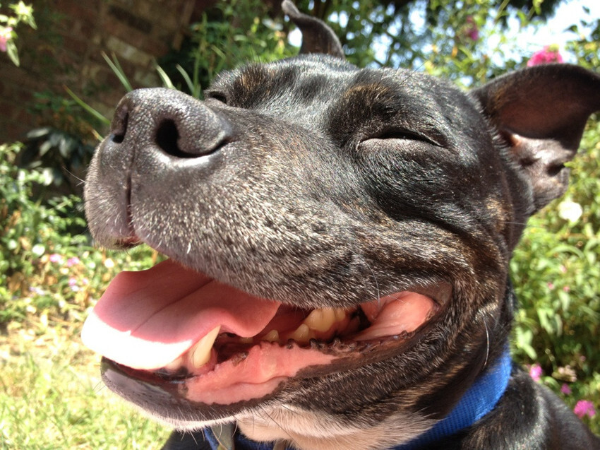 27 Reasons To Never Have A Staffordshire Bull Terrier As A Pet