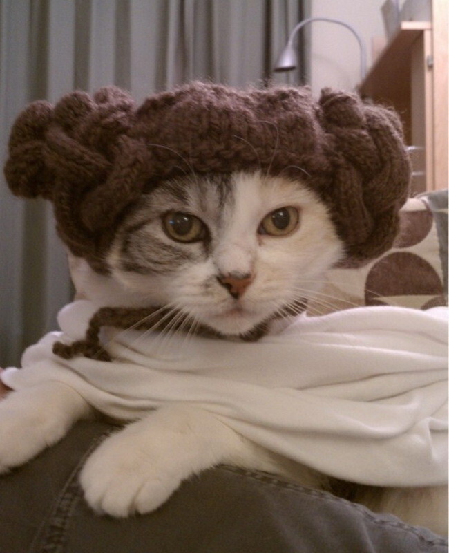 21 Star Wars Pets Who Are Celebrating May The Fourth In Style