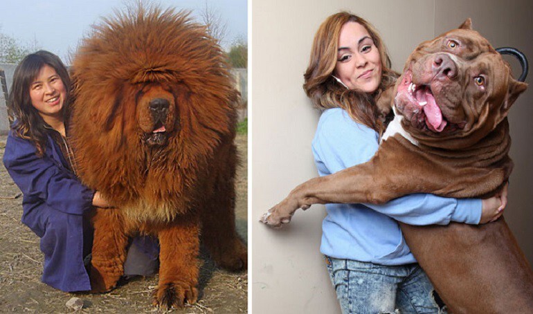 50 Dogs Who Don’t Understand How BIG They Are