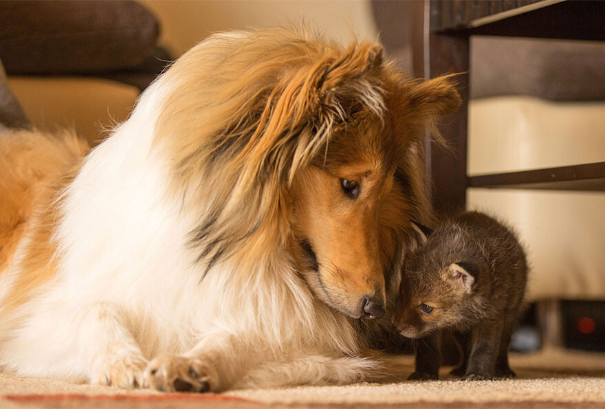 After His Mom Died In A Car Accident, This Cub Was Adopted By A Dog