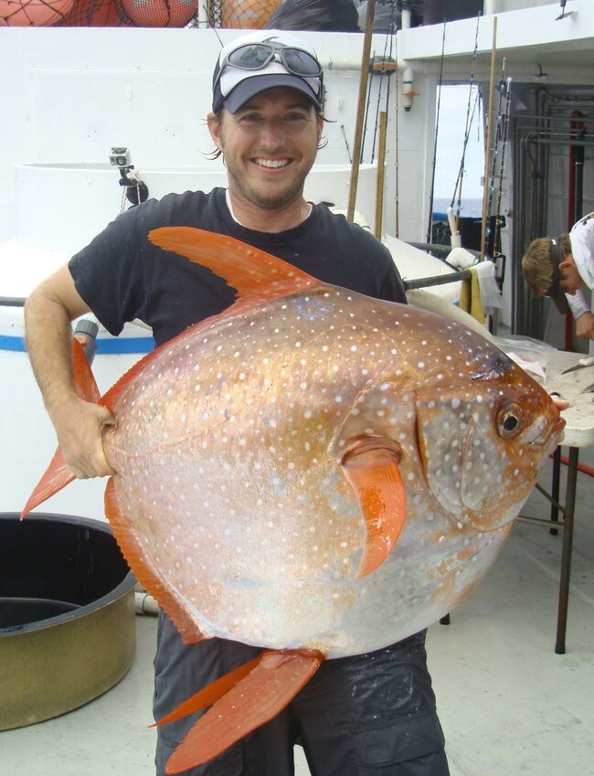 Scientists Have Just Discovered The World&#039;s First Warm-Blooded Fish