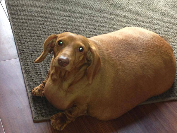Dennis The Dieting Dog Loses 79% Of His Body Weight