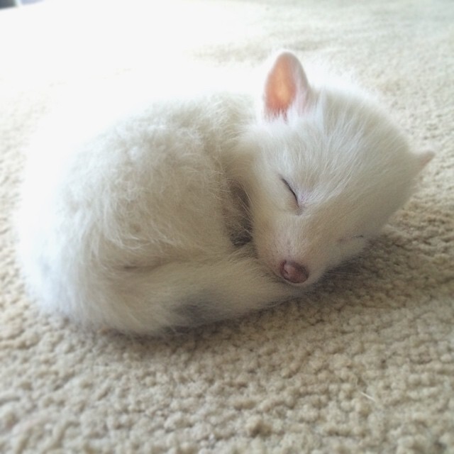 The Internet’s Cutest Snow-White Fox Is Growing Up
