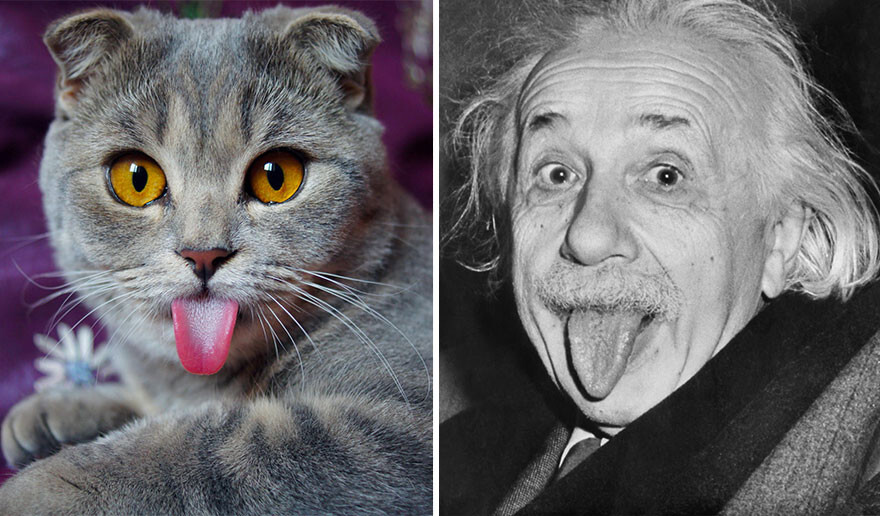 Meet Melissa, The ‘Einstein’ Cat Who Loves To Stick Her Tongue Out