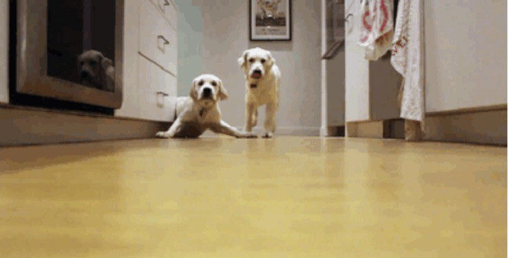 Puppies Running For Dinner In 9-Month Timelapse