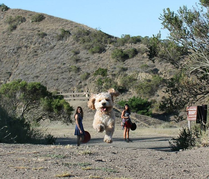 20 Perfectly Timed Photos That Turn Dogs Into Giants