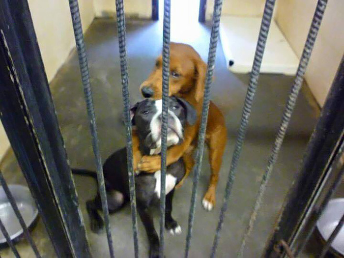 Shelter Dog Hugs Her Friend Hours Before Euthanasia And Saves Their Li