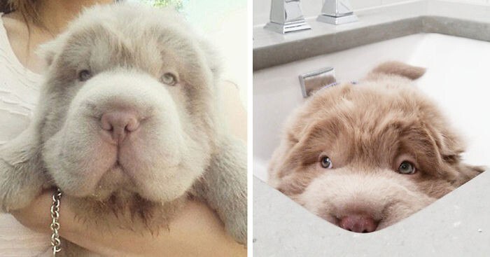 This Bundle Of Fur Is Like A Bear Mixed With A Puppy