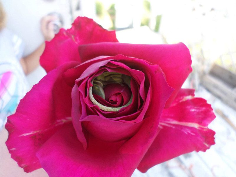 This Lizard Made A Bed Out Of A Rose And It’s The Cutest Thing Ever