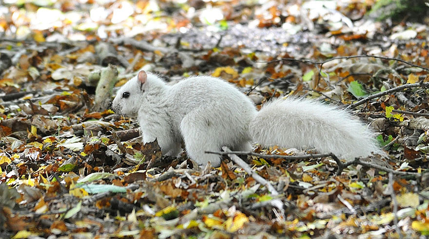 Extremely Rare White Squirrel Spotted In The UK