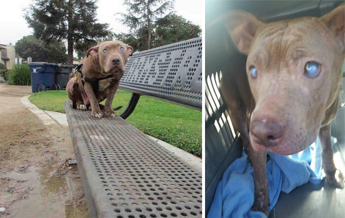 Blind Pitbull Abandoned On Park Bench After Giving Birth Gets The Love She Deserves