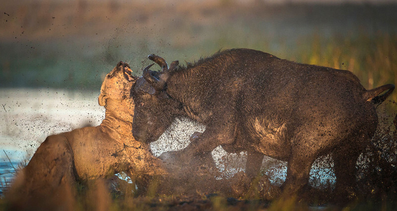 The hunter becomes the hunted as buffalo KILLS lion in vicious fight