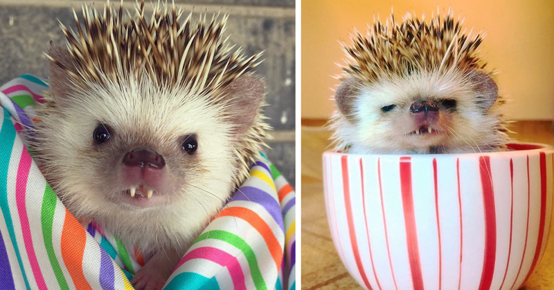 This ‘Vampire’ Hedgehog Is Instagram*’s Newest Star