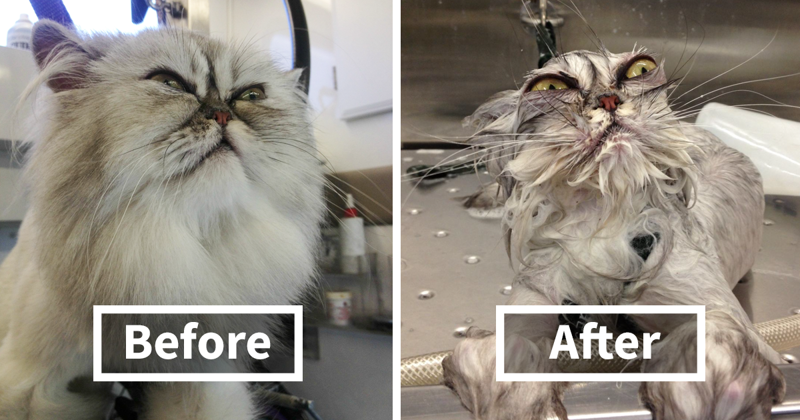 50 Hilarious Animals Before And After A Bath