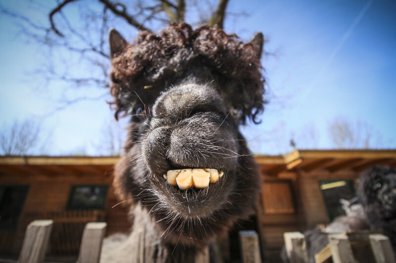 We Took Funny Animal Mugshots, Whilst Traveling Around The World