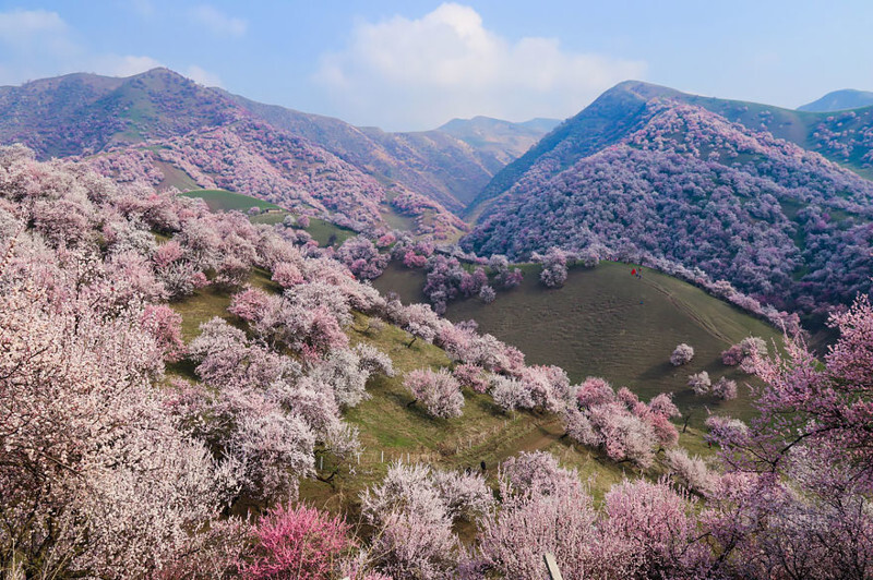 China’s Apricot Blossom Will Take Your Breath Away