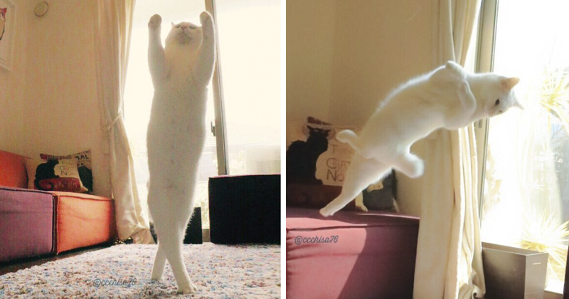 Ballet Cat Dances Like Nobody’s Watching