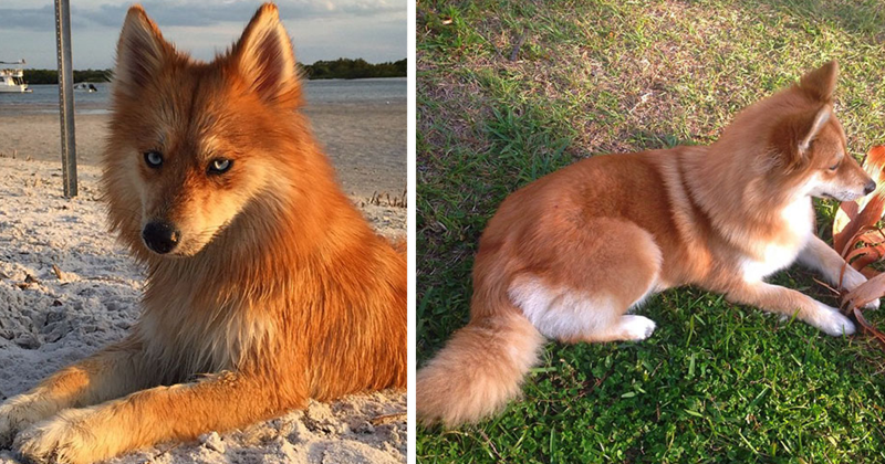 Meet Fox Dog, A Pomeranian-Husky Mix Who Is Taking The Internet By Storm