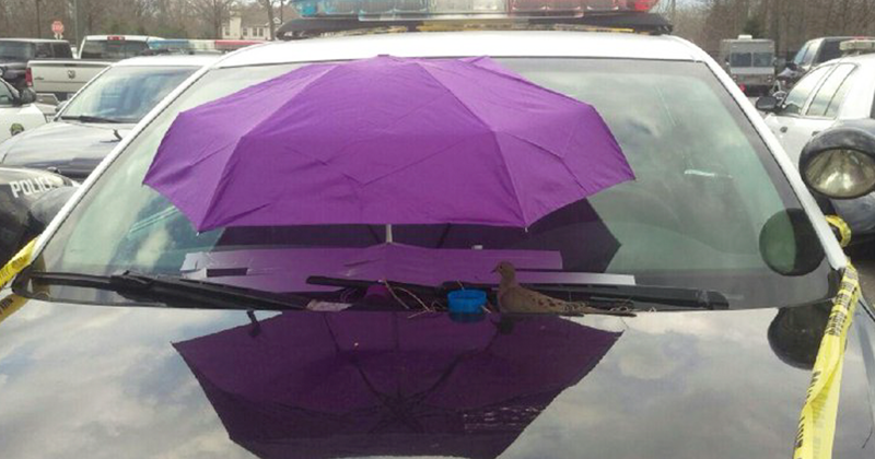 Bird Builds Her Nest On Police Car, The Cops Respond In The Sweetest Way