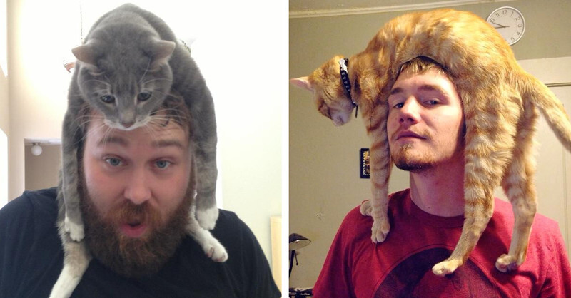 19 Pictures That’ll Make You Want To Go Home And Put Your Cat On Your Head