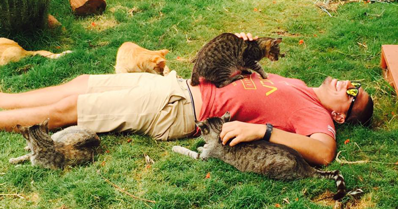 People Come From All Over The World To Cuddle 500 Kitties At This Cat Sanctuary In Hawaii