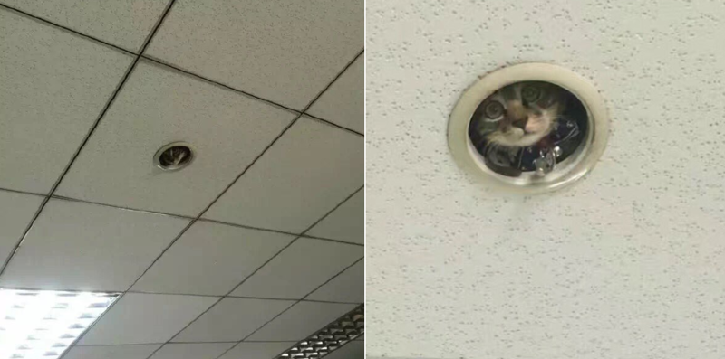 Hilarious Moment Office Workers Realize They’re Being Spied On By A Cat
