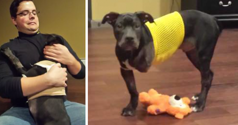 Injured Puppy Thrown Out Of Moving Car And Set To Be Put Down Gets Saved By A Loving Cop