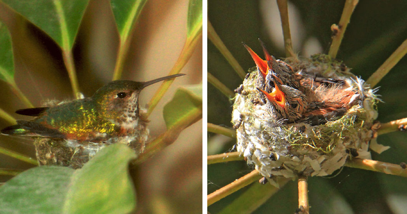 We Watched A Mama Hummingbird Raise Two Babies