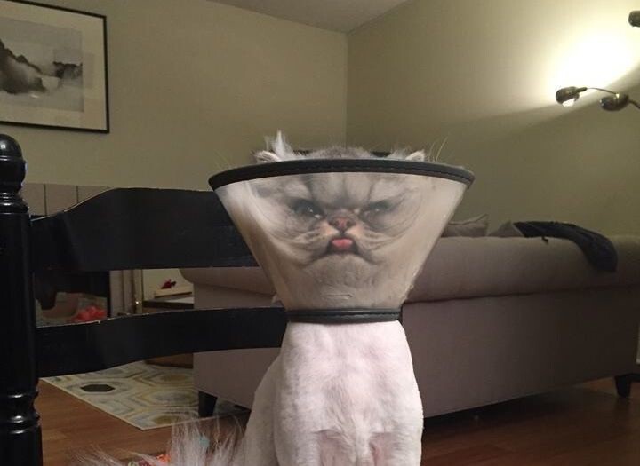 This Cat May Be Having A Harder Monday Than You