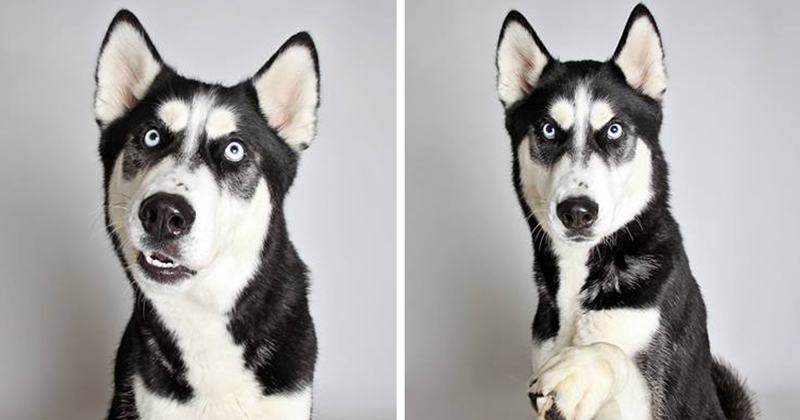 Shelter Dog Photobooth Pics Helps More Pups Find Forever Homes
