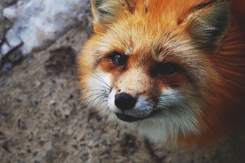  I Visited The Fox Village In Japan, The Fluffiest Place On Earth