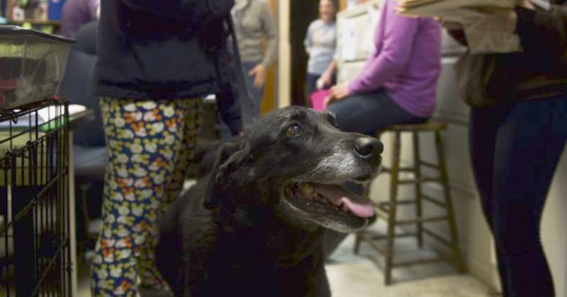 Family Gets A Shock Of A Lifetime When Their Dog Returns After Disappearing 10 Years Ago