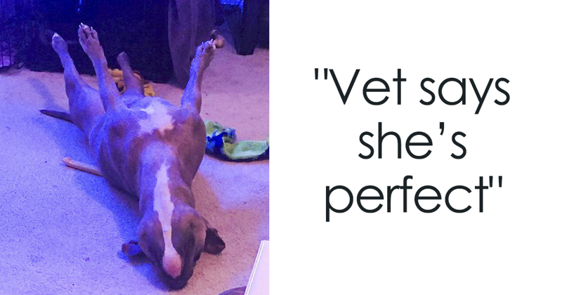 Meet Leela, The Weirdest Pit Bull In The World Who Acts So Strangely Even Vets Can’t Explain It