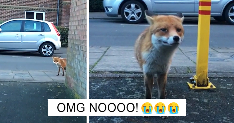Guy Gets Too Close To Wild Fox While Snapchatting It, And Now He Wishes He Hadn’t