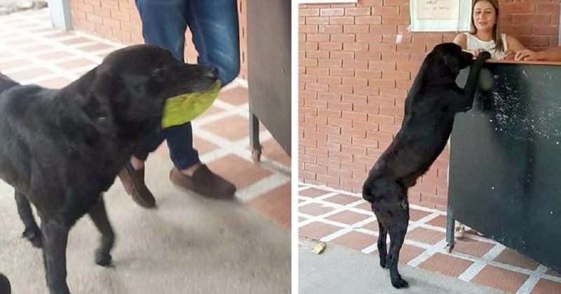 After Seeing Students Use Money To Buy Food, Dog Uses Leaves To Get Some Too