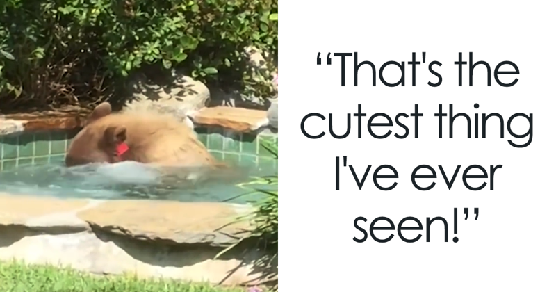 Guy Films Bear Chilling In His Jacuzzi Drinking A Margarita, But It Doesn’t End There