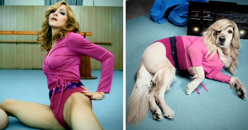This Dog Recreated Madonna’s Iconic Photos, And The Attention To Detail Is Unbelievable