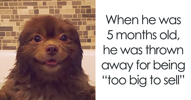 Breeder Abandoned 5-Month-Old Pomeranian Because He Was “Too Big”, They Probably Regret It Now